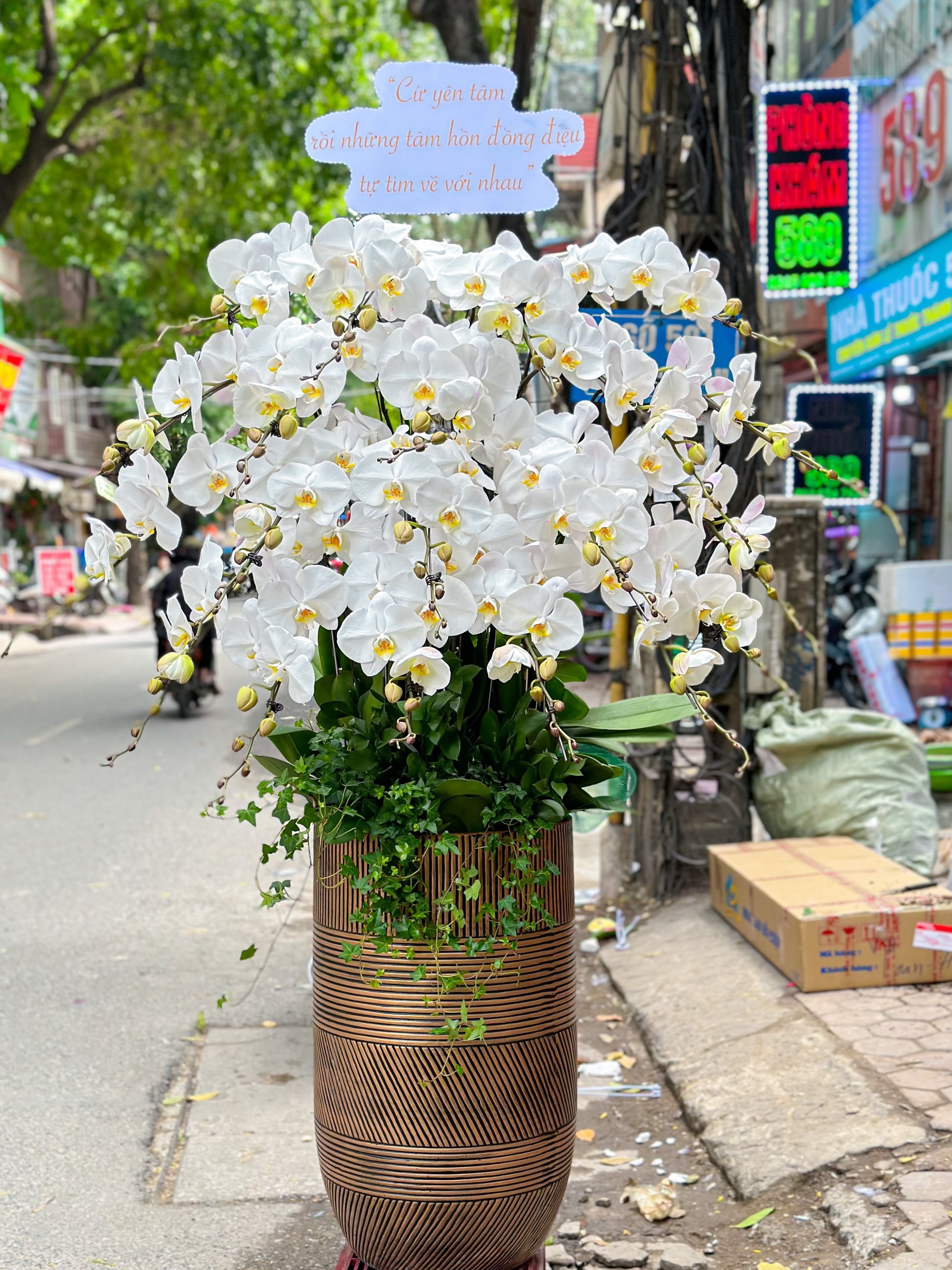 Lan hồ điệp - LHĐ001