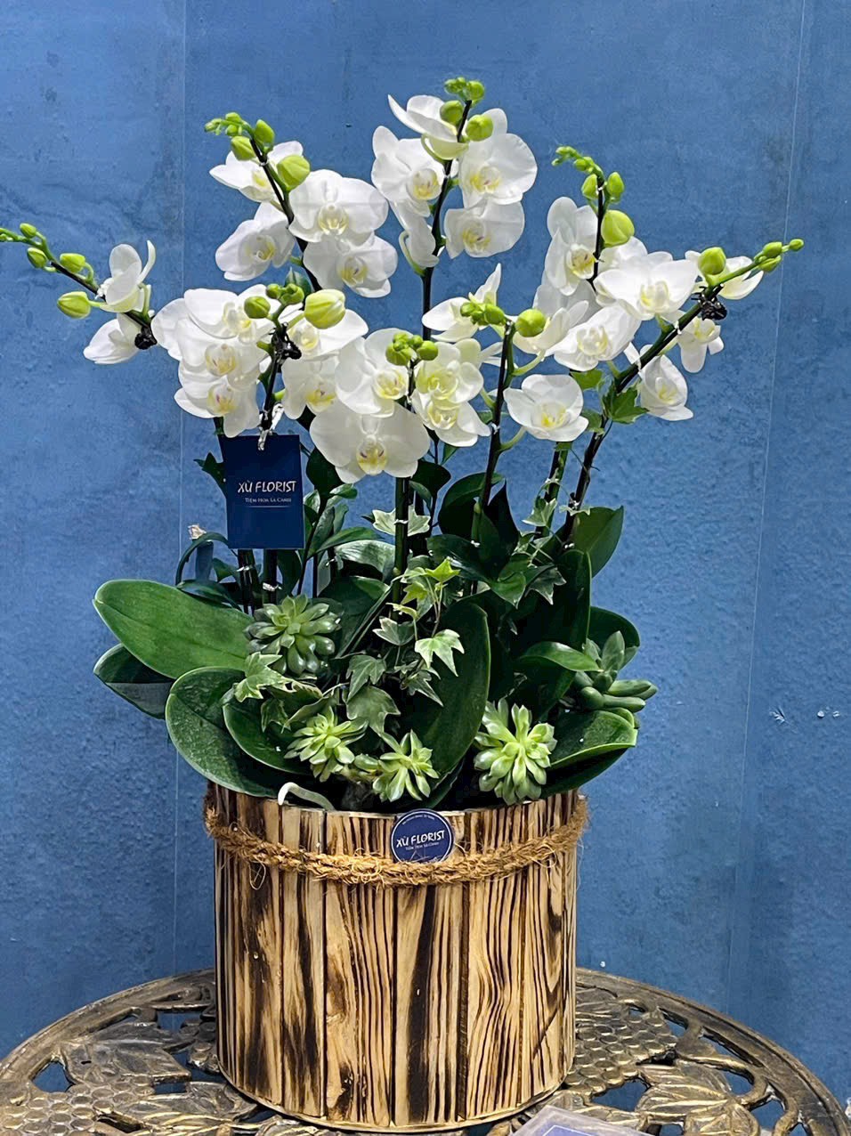 Lan hồ điệp - LHĐ010