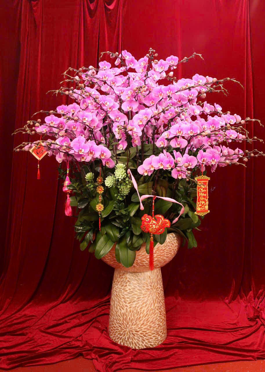 Lan hồ điệp - LHĐ003