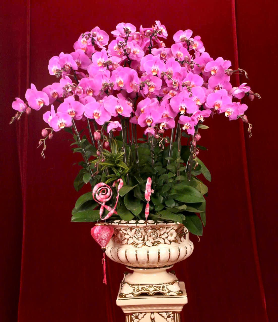 Lan hồ điệp - LHĐ006