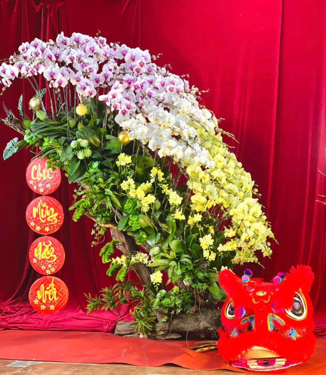 Lan hồ điệp - LHĐ011