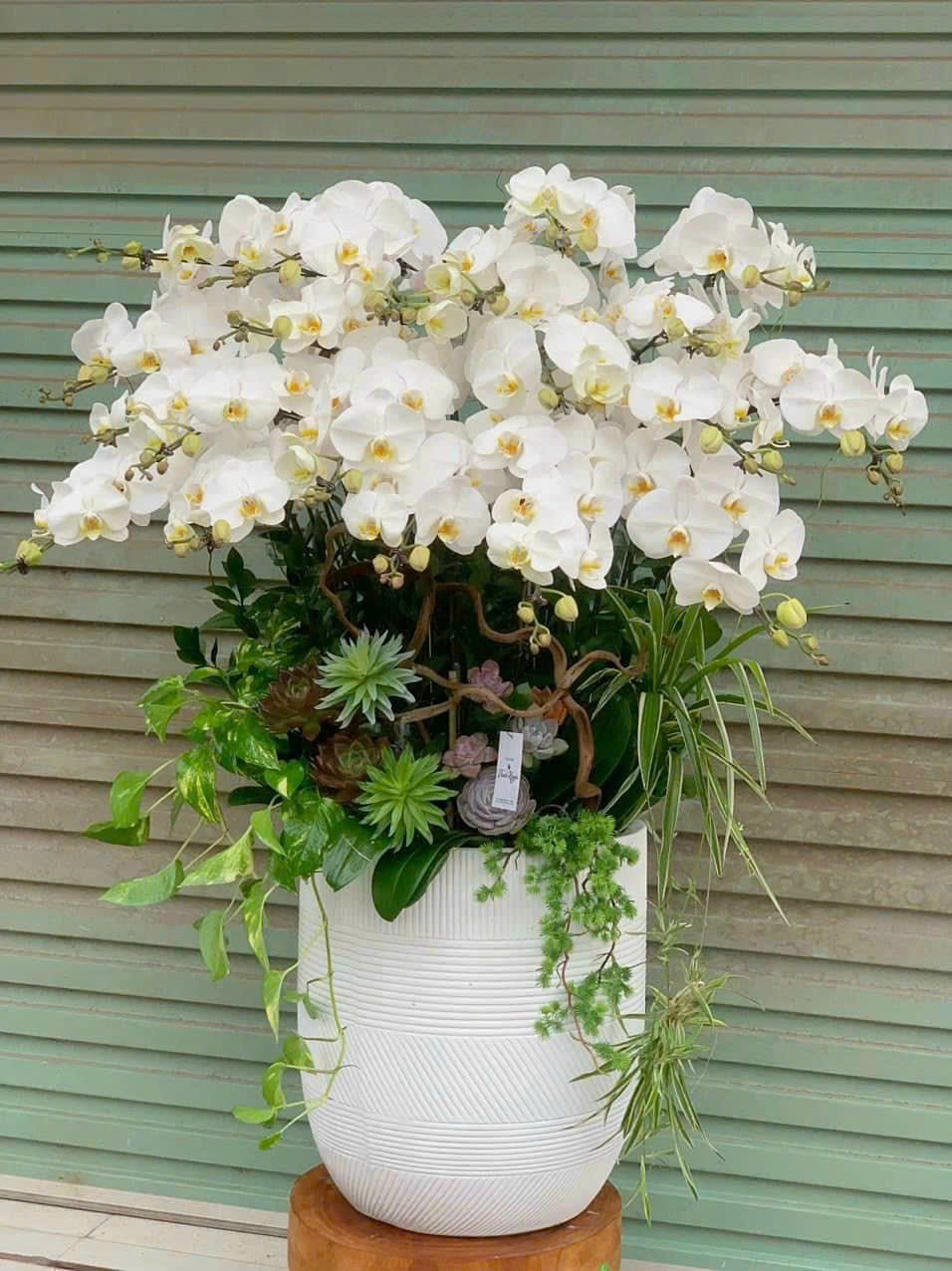 Lan hồ điệp - LHĐ007