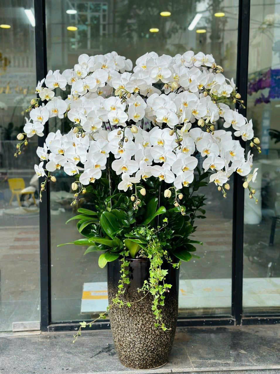 Lan hồ điệp - LHĐ004