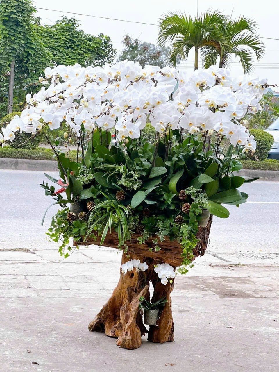 Lan hồ điệp - LHĐ009